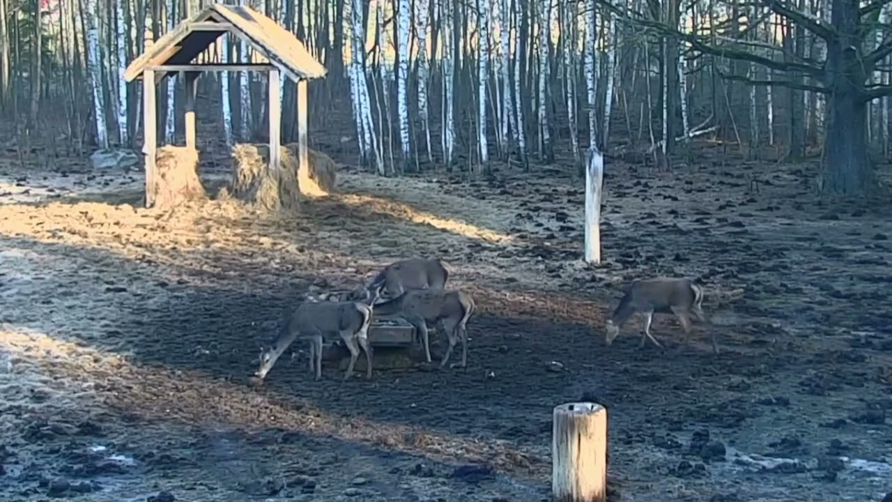 Z rana na polanie kilka łań na posiłku 03.03.2026 r