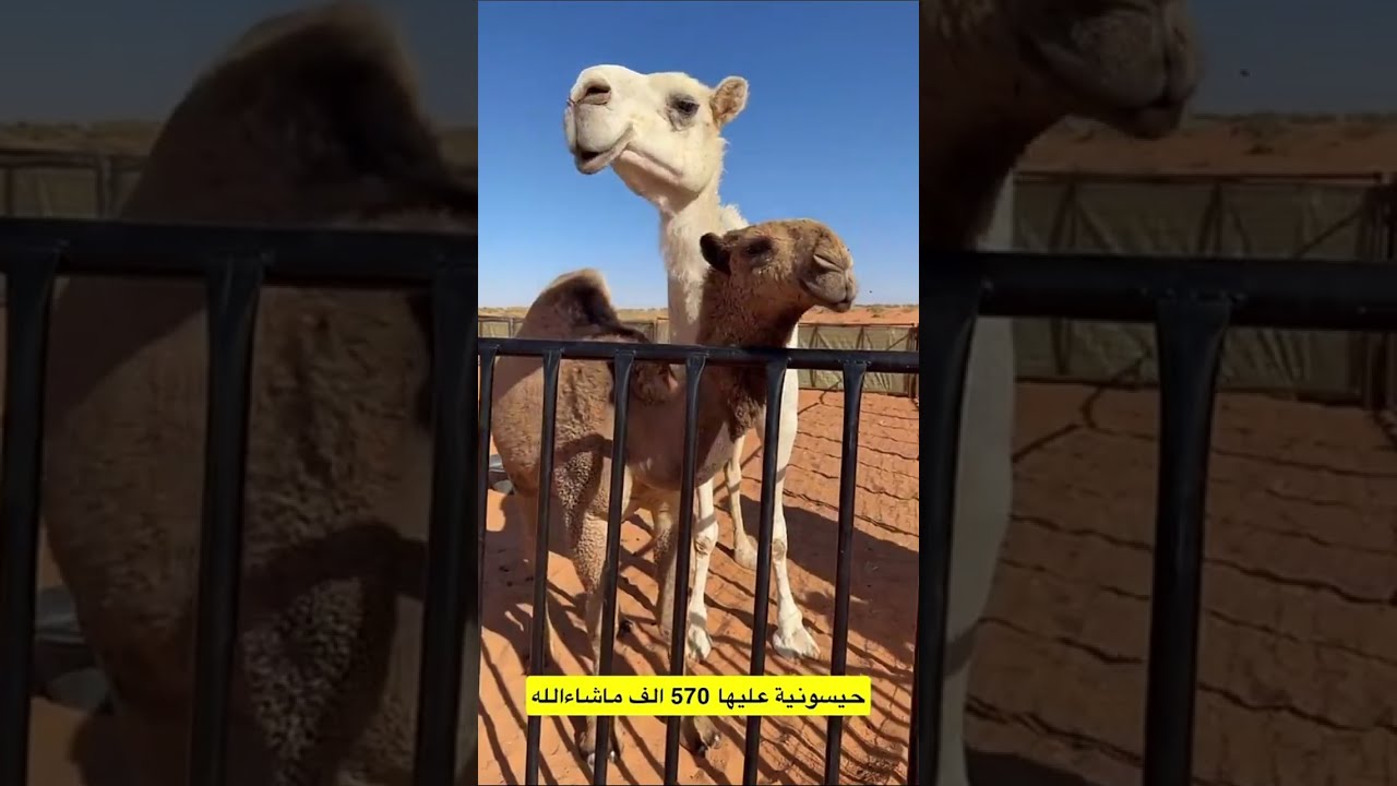 حيسونية عليها 570 الف ماشاء الله