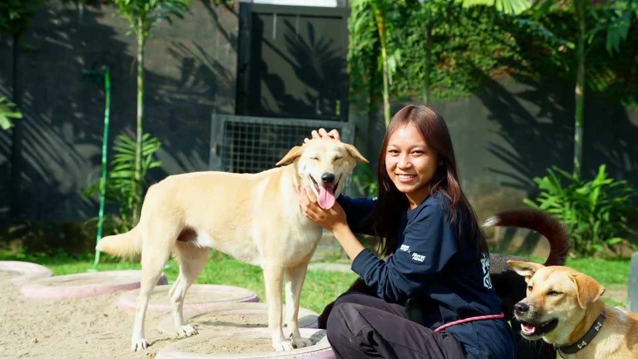 Inside Mission Paws’ible’s Healing Center | Bali Dog Rescue