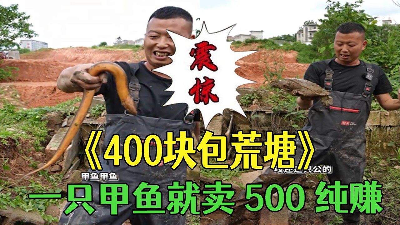 花400塊包個荒塘，壹只甲魚就賣500純賺#小飛哥#三農 #鄉村守護人 #新農人計劃2026 #戶外