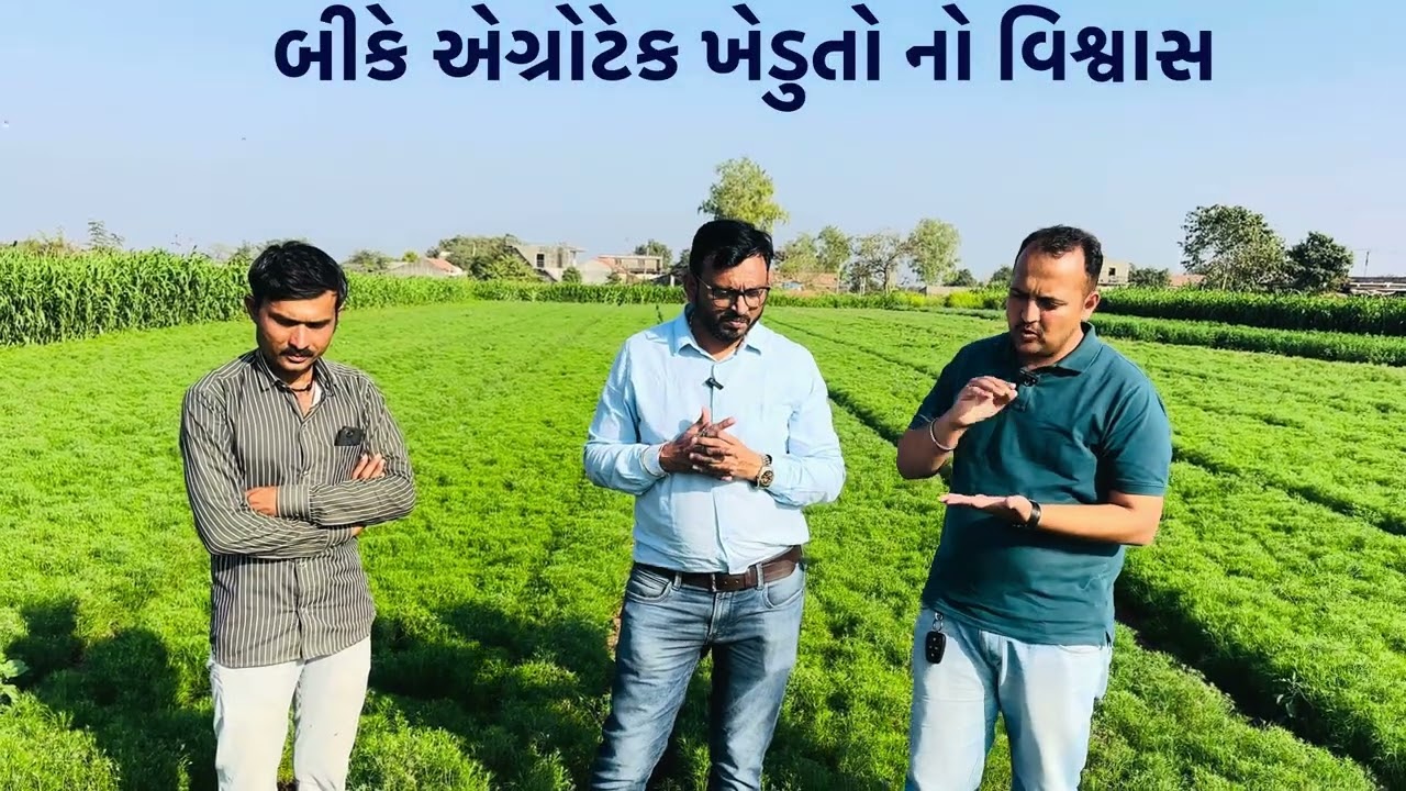 જીરું હરિયાલી ૫ ખેડુતો ને વધું ઉપજ આપતી વેરાઈટી અને એટોલ અને મેરાકી નો ઉપયોગ