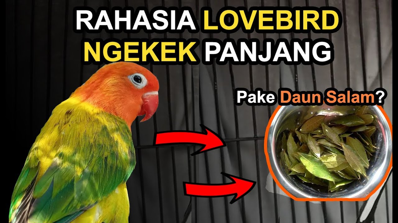 RAHASIA LOVEBIRD NGEKEK PANJANG DENGAN RAMUAN DAUN SALAM