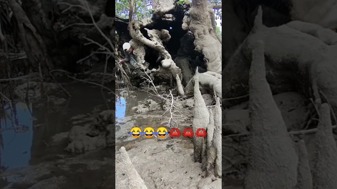 Cari kepiting di medan ekstrim 