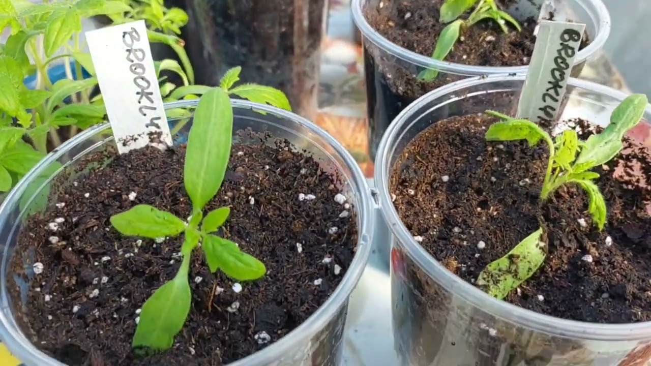 Eksperyment z rozsadą pomidorów 🍅 przegląd rozsad 🌱