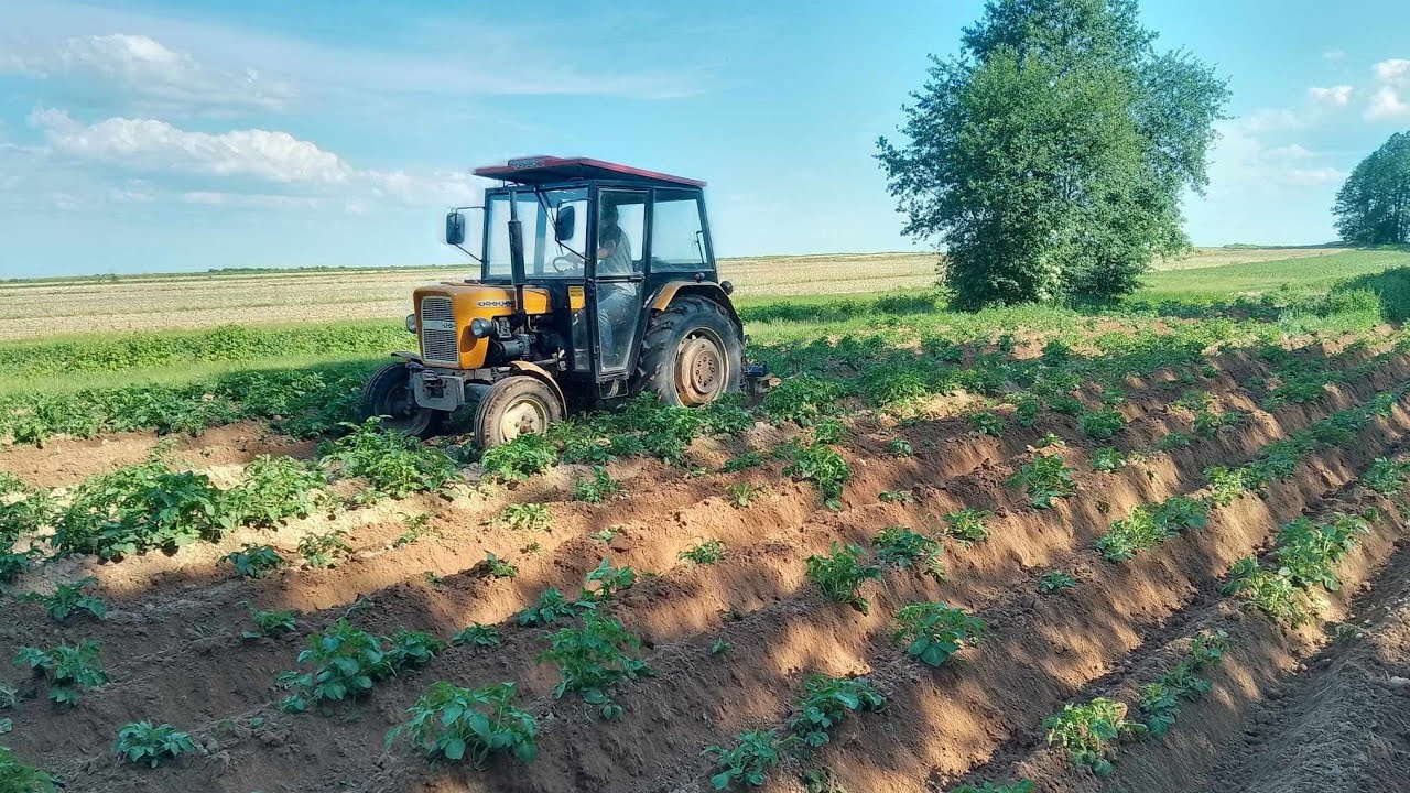 ursus c330 redlenie ziemniaków ,osypywanie ostatni wjazd wiosna 2024