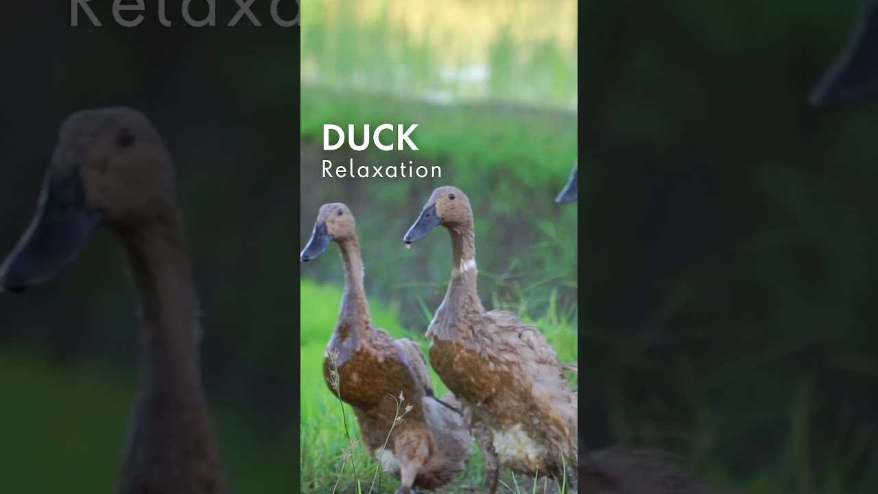 Duck Relaxation | Calming music for Stress & Anxiety Relief