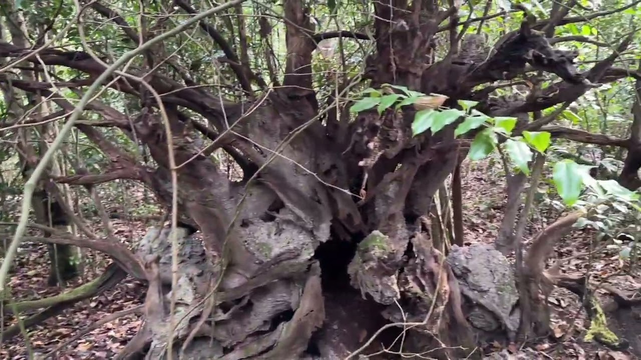 Walking trail through Takura Environmental Reserve