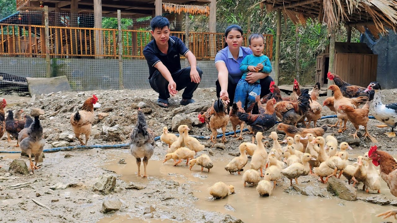 Harvesting watermelons goes to the market sell - Taking care of pets | Hà Tòn Chài