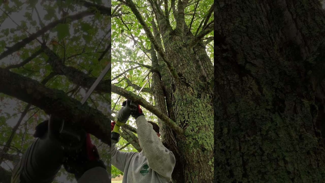 How prune your tree properly using the three cut method. #howto #diy #pruning