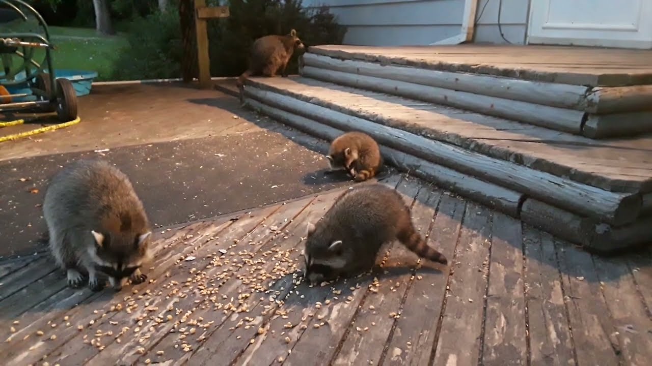 Raccoons With Babies