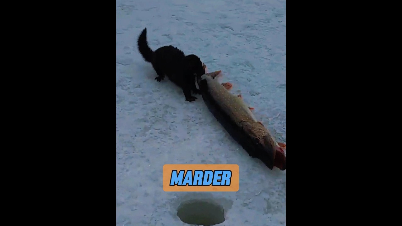 Der Nerz hat einen netten Menschen getroffen! #tiere #tier #animals