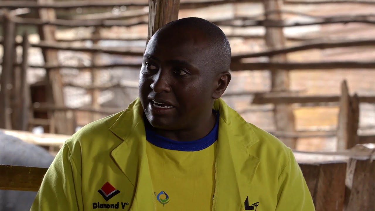 Shamba Shape Up Sn 9 - Ep 1: Dairy Cows, Capsicum, Farm Transport (Swahili)