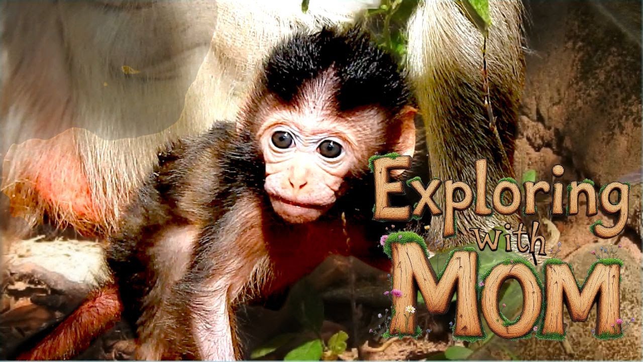Newborn Baby Monkey Explores Slowly Under Mom’s Care 🐒💖