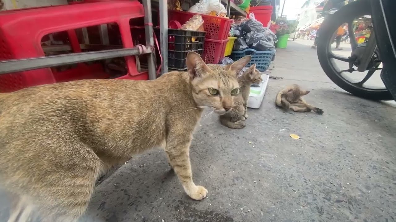 The kitten is lying on the sidewalk Pity the little kittens
