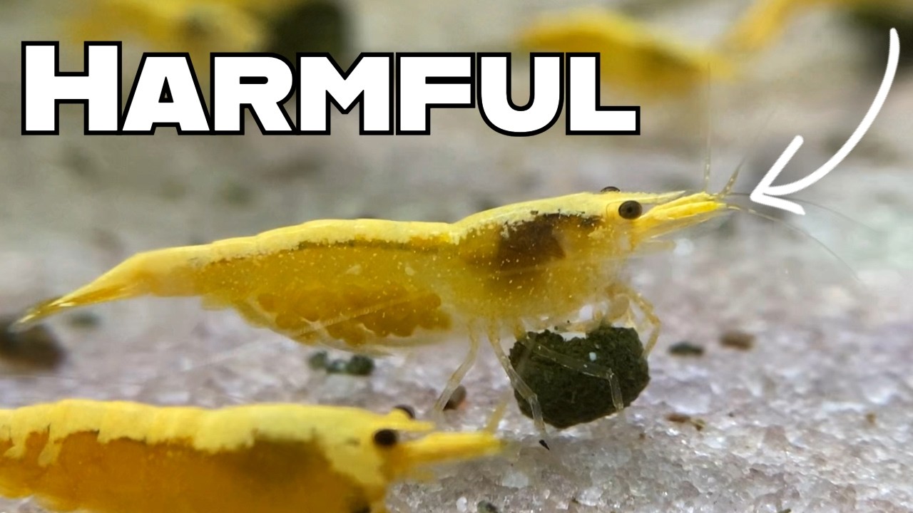 I Made MANY Shrimp Keeping Mistakes