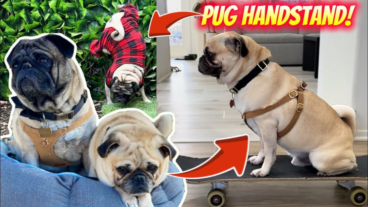 This Video is PROOF That Pugs are the Most Athletic Dog Breed!