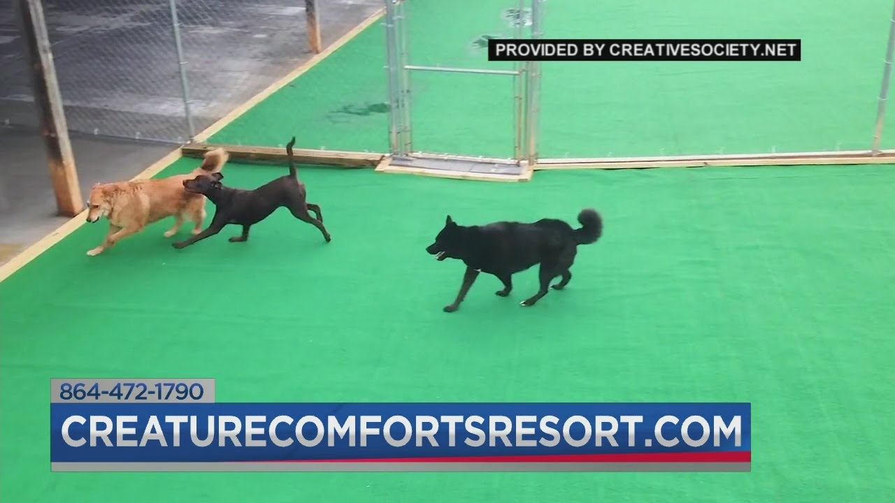 Creature Comforts - Veterinary Resort & Suites