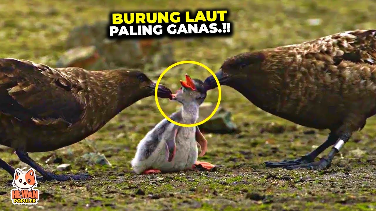 Anak Pinguin Jadi Santapan Predator Ini..! 15 Momen Pemburuan Burung Paling Agresif dan Mematikan