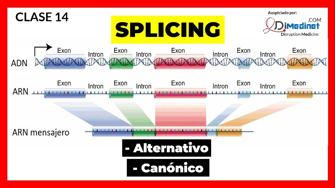 🟢 CLASE 14: SPLICING (Corte y Empalme) COMPLETO! 🧬