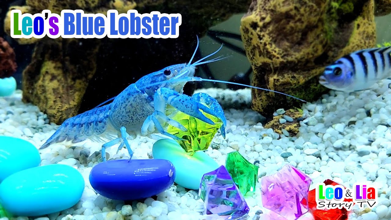 Blue Lobster playing with his Crystals - Leo's Blue Lobster name BLUE
