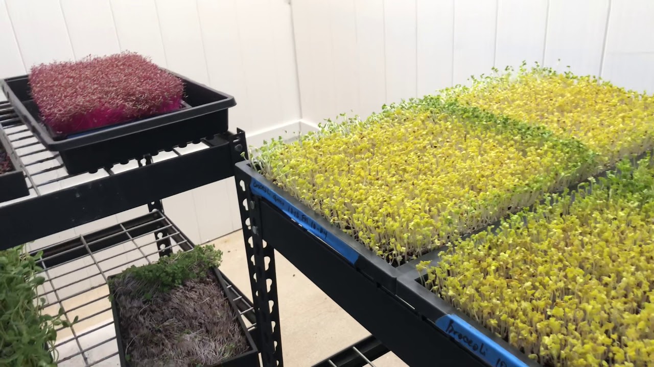 SEGUIMOS CRECIENDO MicroGreens Ya Estamos Compartiendo Nuestros MicroGreens En 2 Farmers Markets.