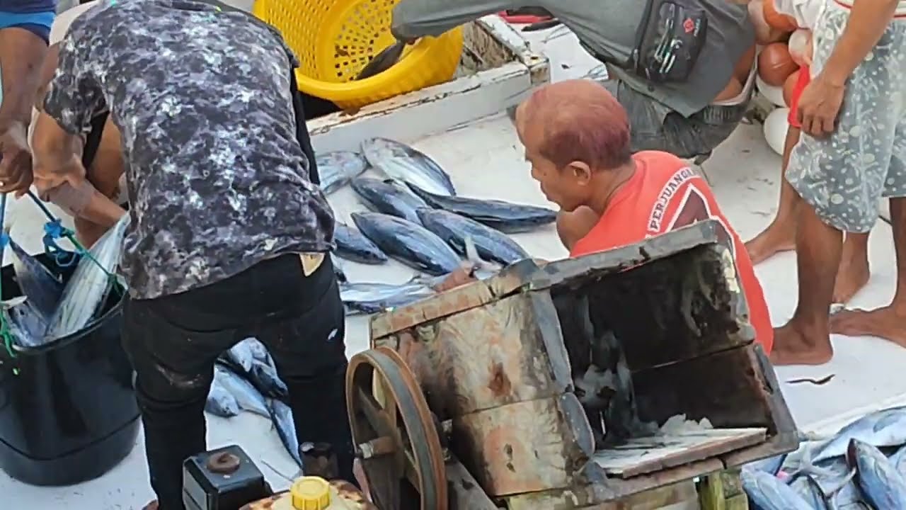 Cakalang Hasil Tangkapan Jaring Nelayan 