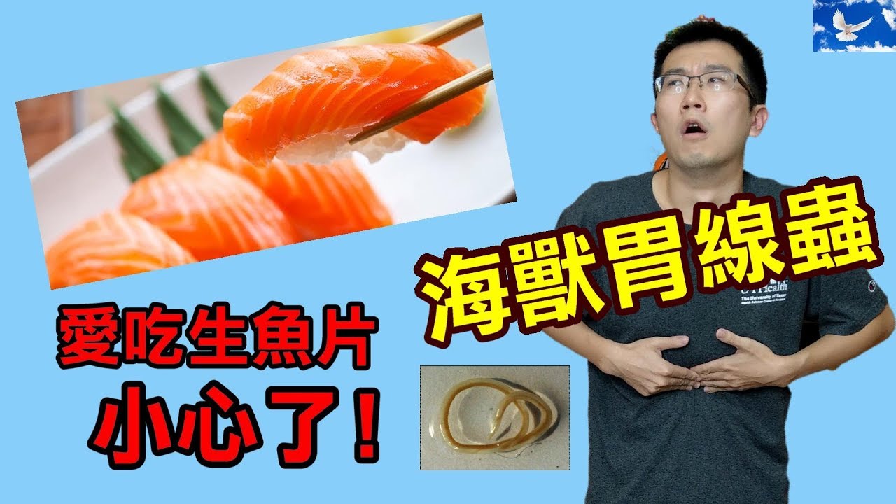 愛吃生魚片 小心這隻「海獸胃線蟲」！| 蒼藍鴿聊醫學EP61