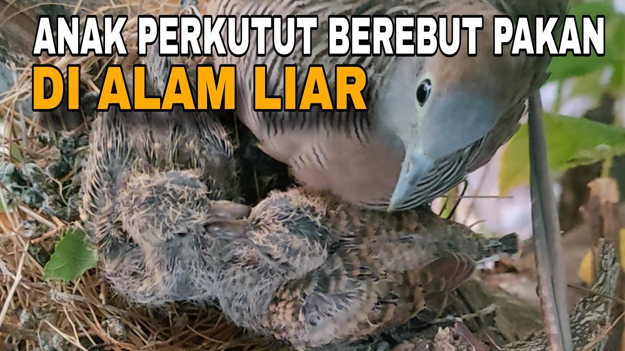 PERJUANGAN INDUK PERKUTUT MELOLOH ANAK NYA DI ALAM LIAR || PERKUTUT