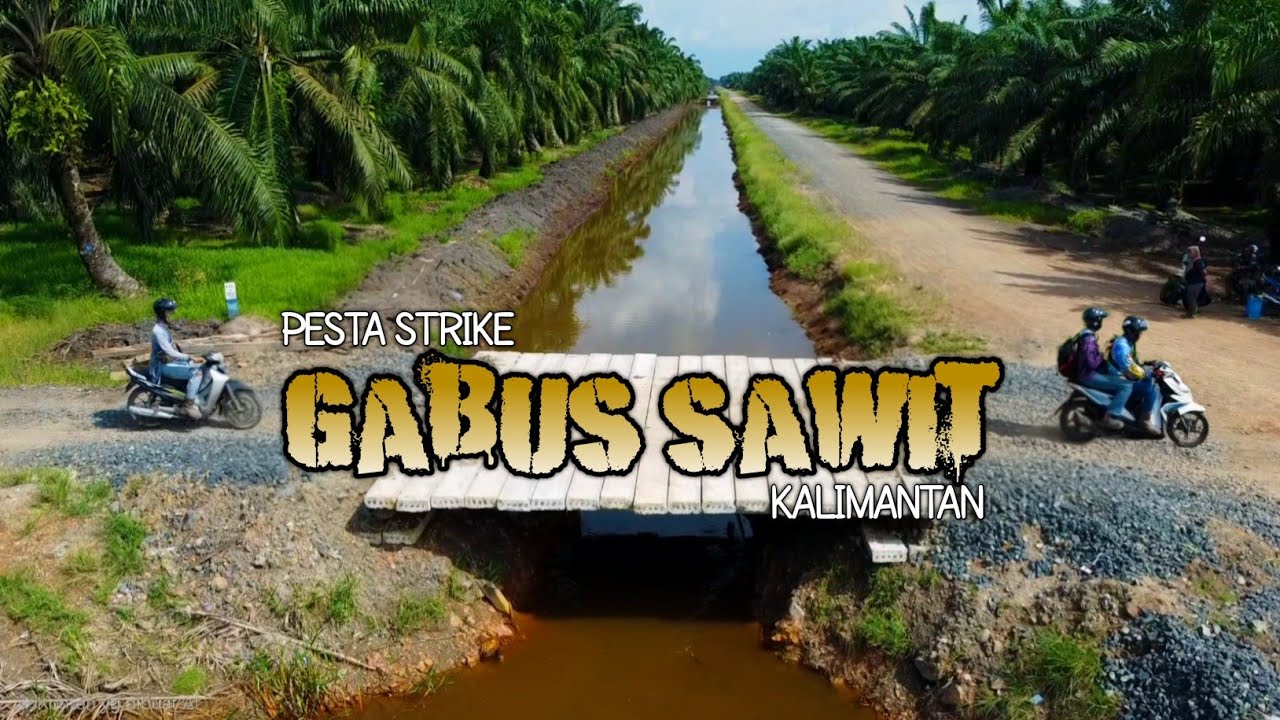 Casting Gabus di Kebun Sawit Kalimantan | Sawit Hasnur Full Strike‼️