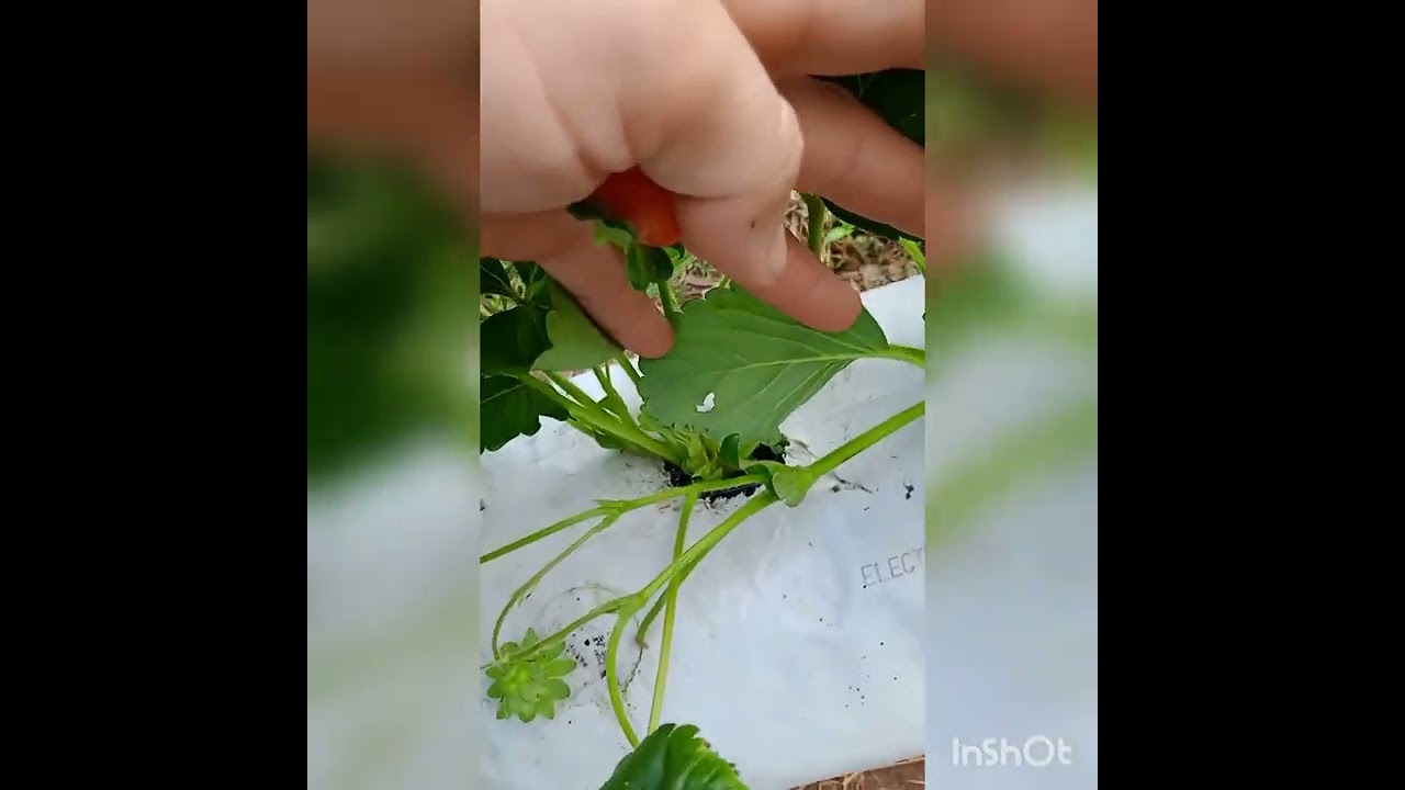 Dicas de manejo e erros que cometi na plantação do morango e novidades na plantação