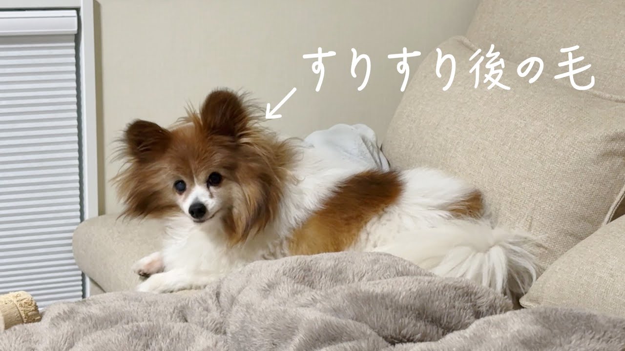 保護犬11歳、すりすりを始めました。10日目