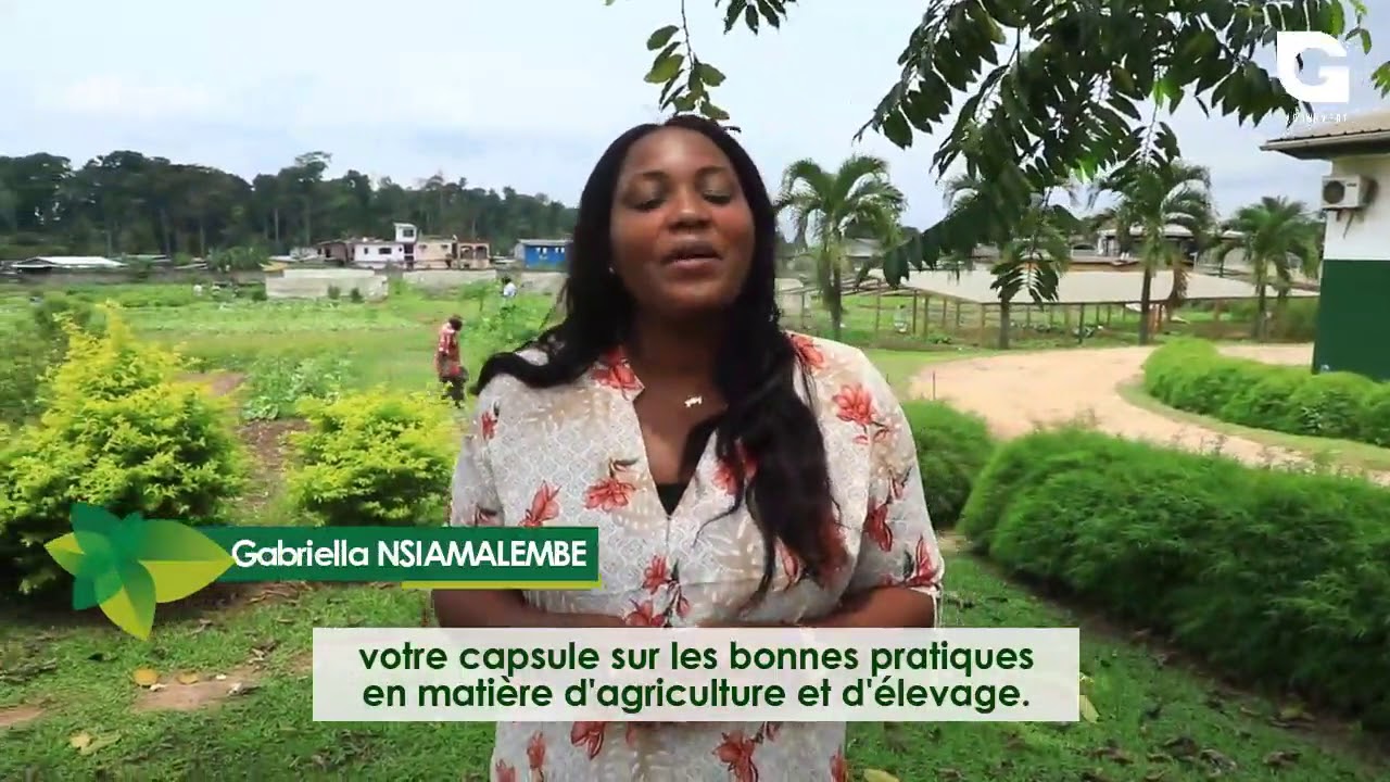 Culture du chou pommé
