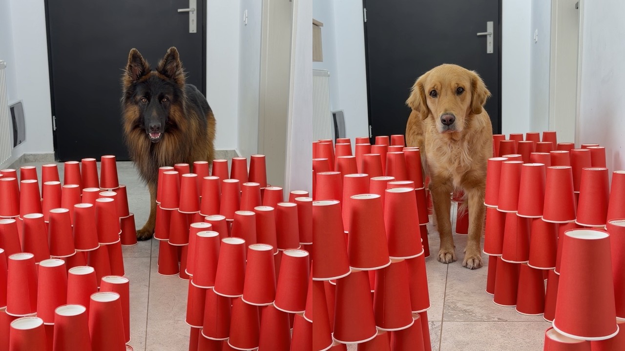 Cup Maze Obstacle Course vs DOGS