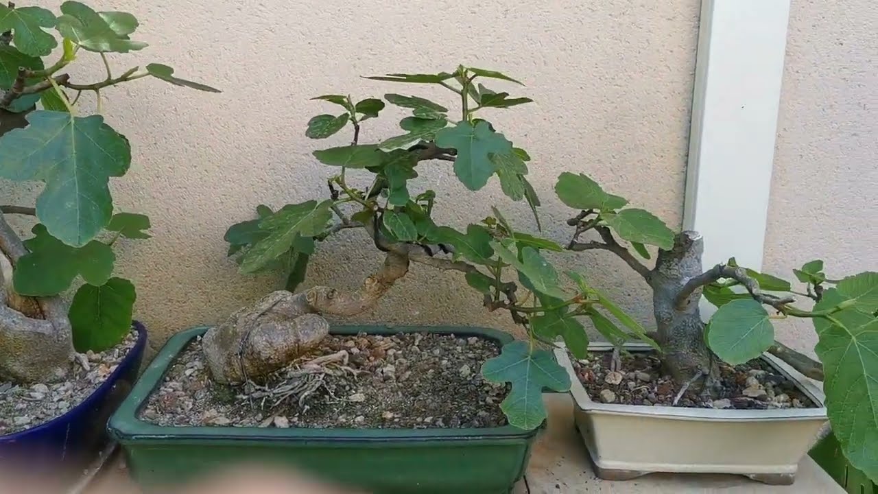 Un paseo por el jardín de bonsai de Antonio Ruiz