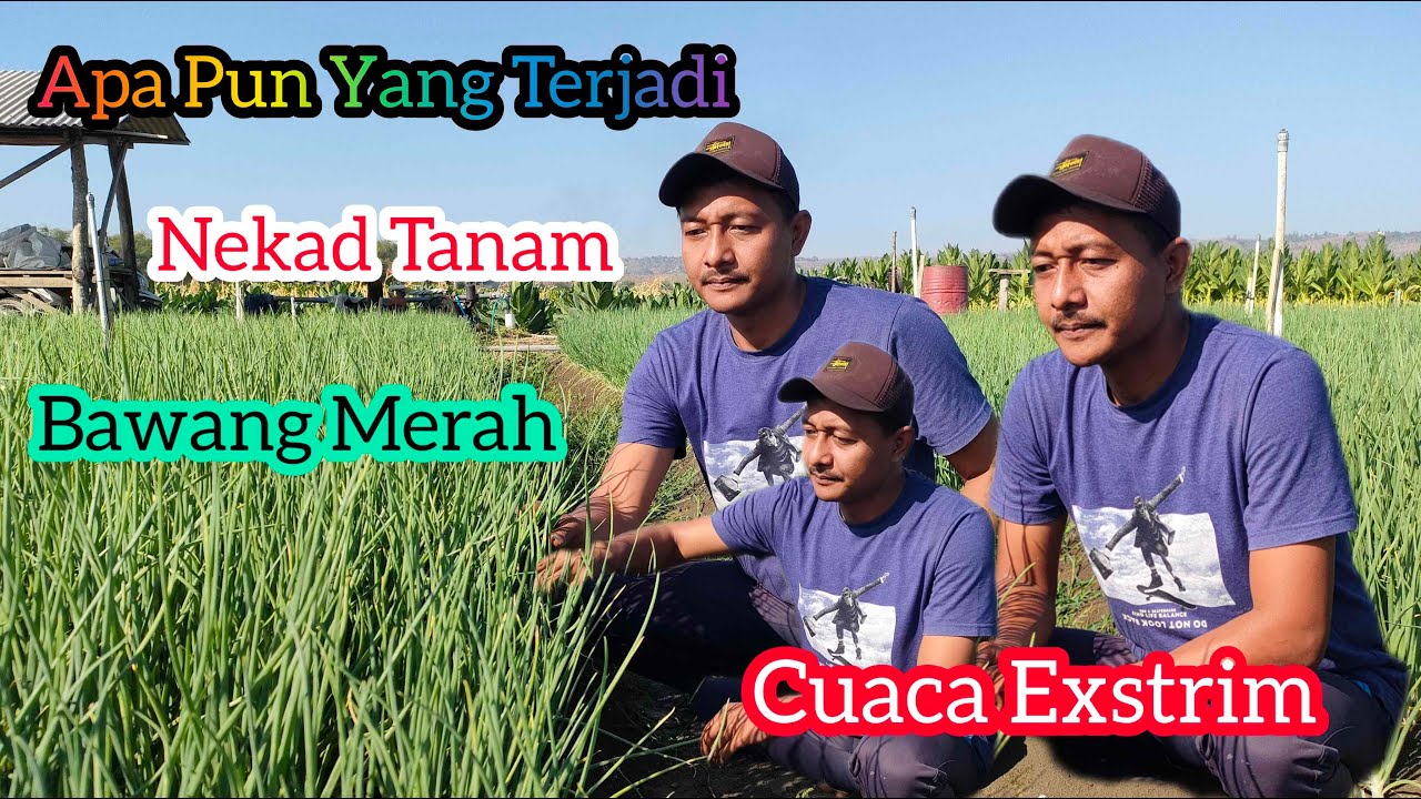 Nekad Tanam Bawang Merah Saat Cuaca Exstrim,,!!! Hasilnya Di Luar Duga'an Sangat Luar Biasa
