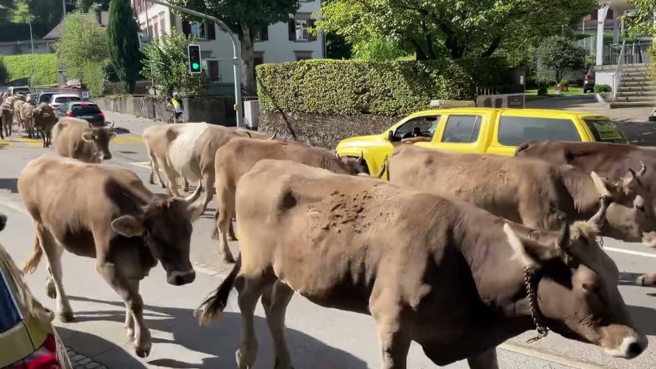Alpabfahrt von der Schwägalp, 16.9.23, Herisau, Appenzell-Ausserrhoden🐂🇨🇭
