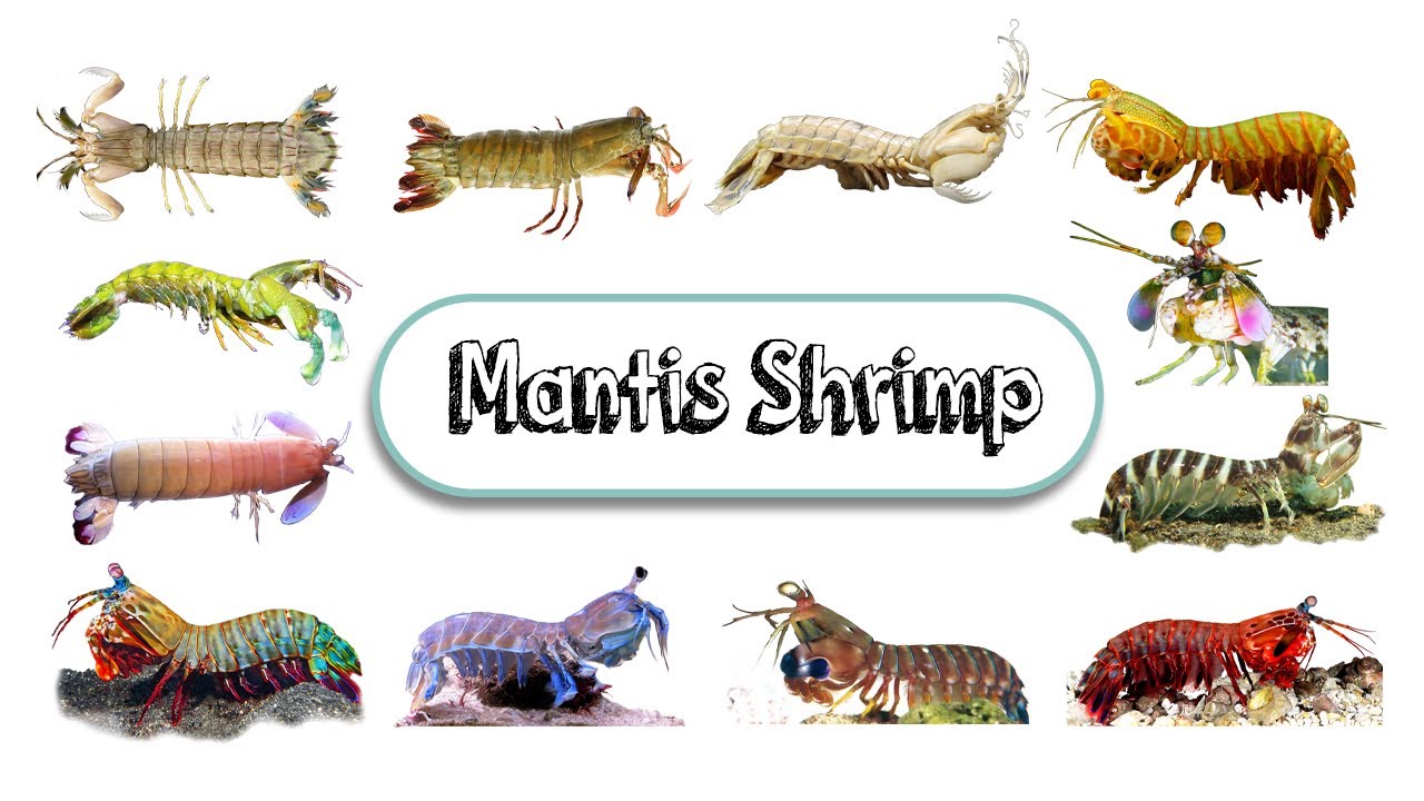 Mantis Shrimp Species / Fun list of Mantis Shrimp / Leo & Lia Story TV