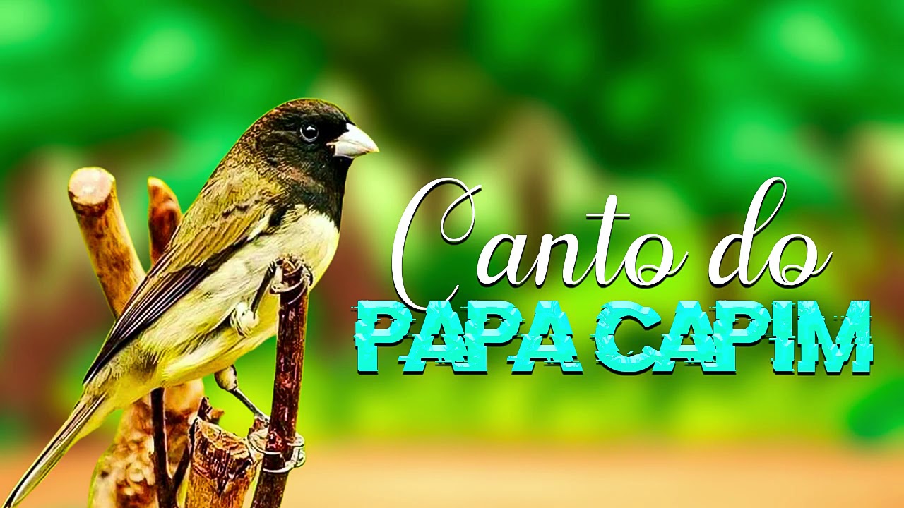 Canto do Papa Capim Cantando Muito Para Treinamento
