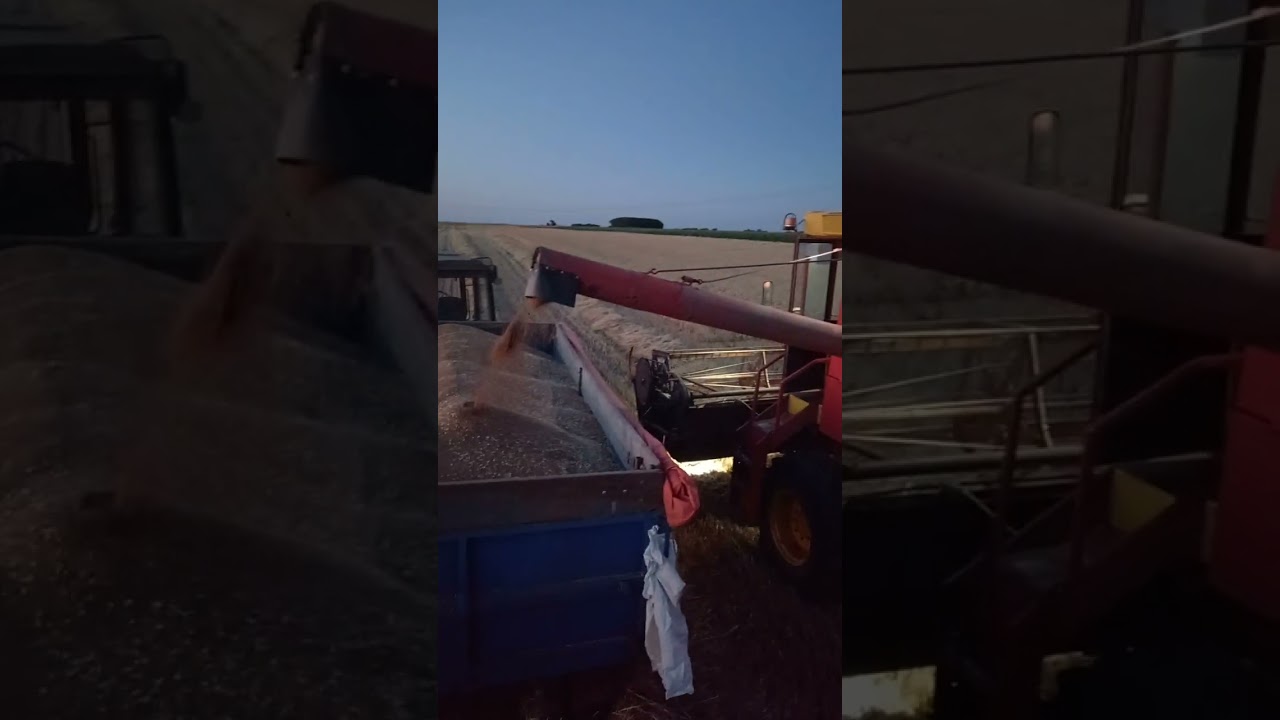 Zmaj 142 žetva 