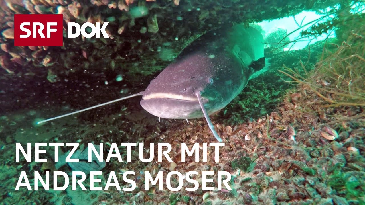 Fische – Unsere Verwandten im Wasser | NETZ NATUR mit Andreas Moser | DOK | SRF Wissen