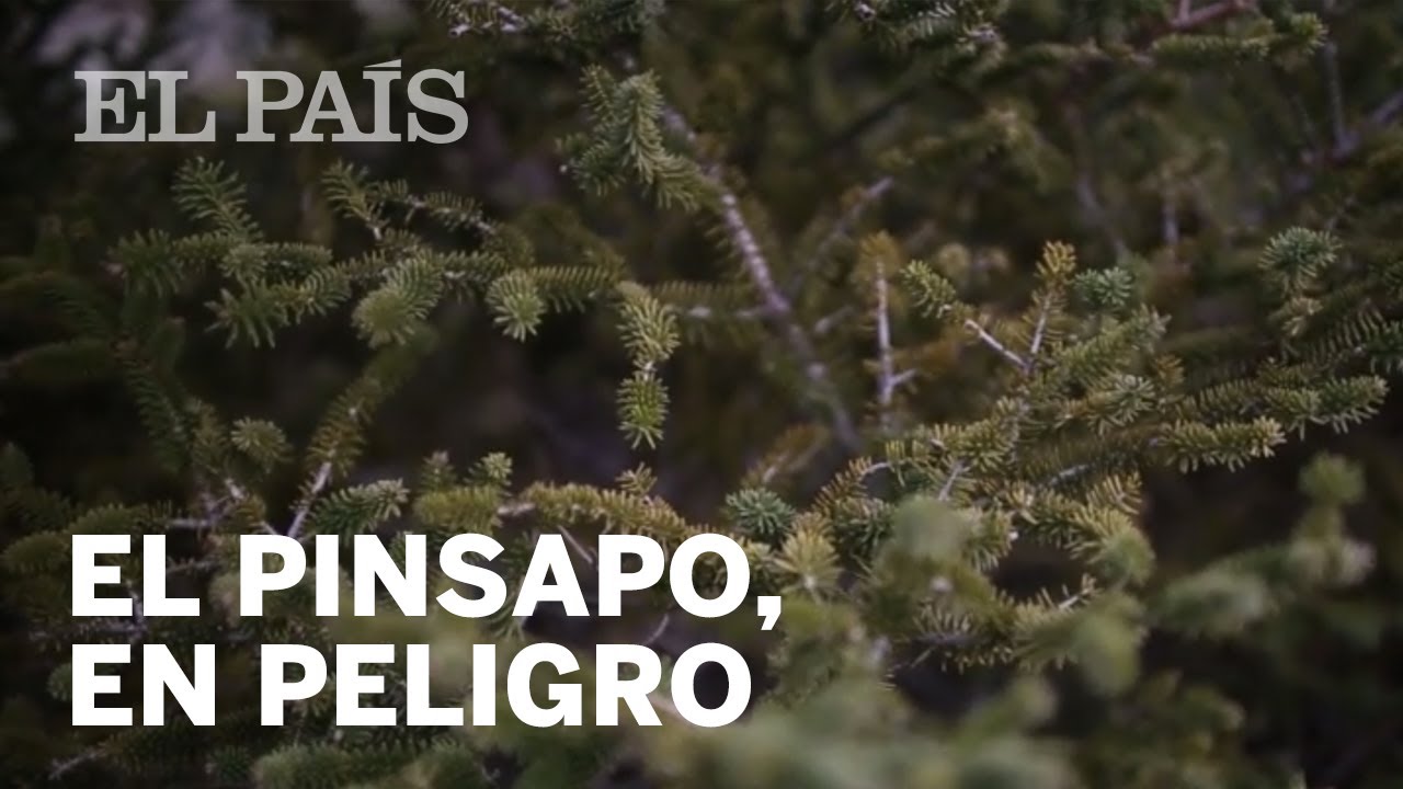 El pinsapo de Sierra de Grazalema lucha contra la extinción | Materia