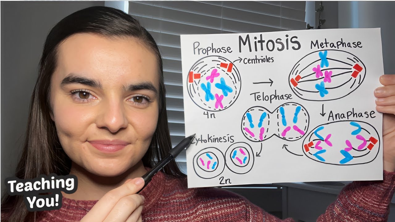 ASMR Teaching You Genetics | Mitosis, Meiosis, and Chromosome Abnormalities