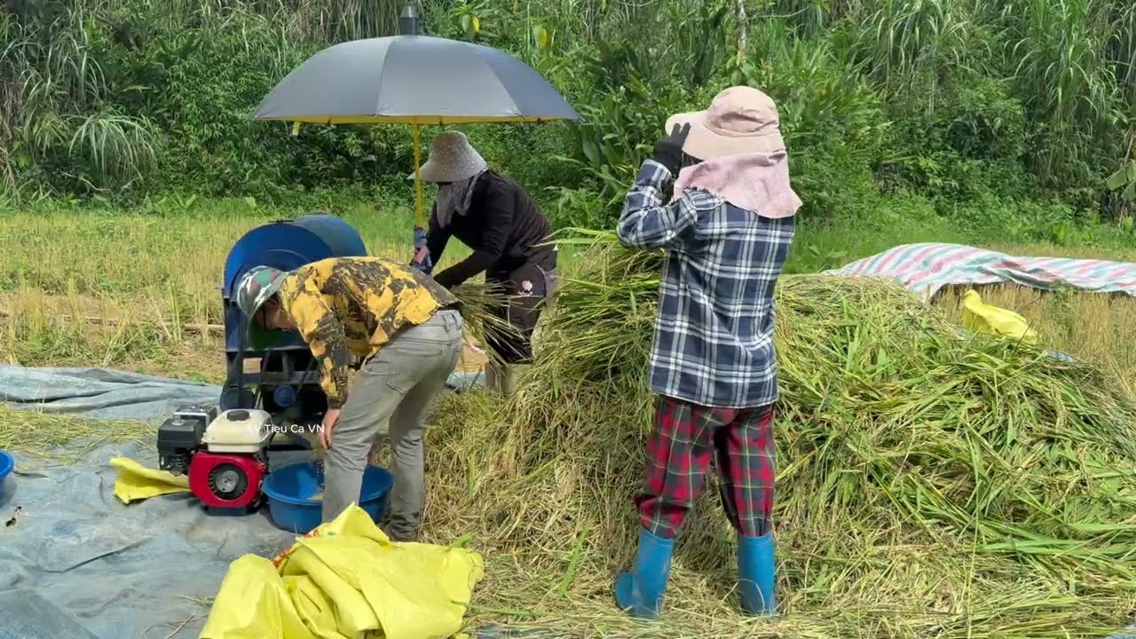 A single mother and local residents are harvesting rice to earn money to build a new house.