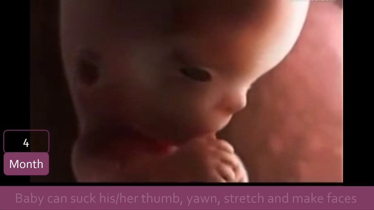 Fertilisation and Pregnancy. Science Form 1. Chapter 4 : Reproduction