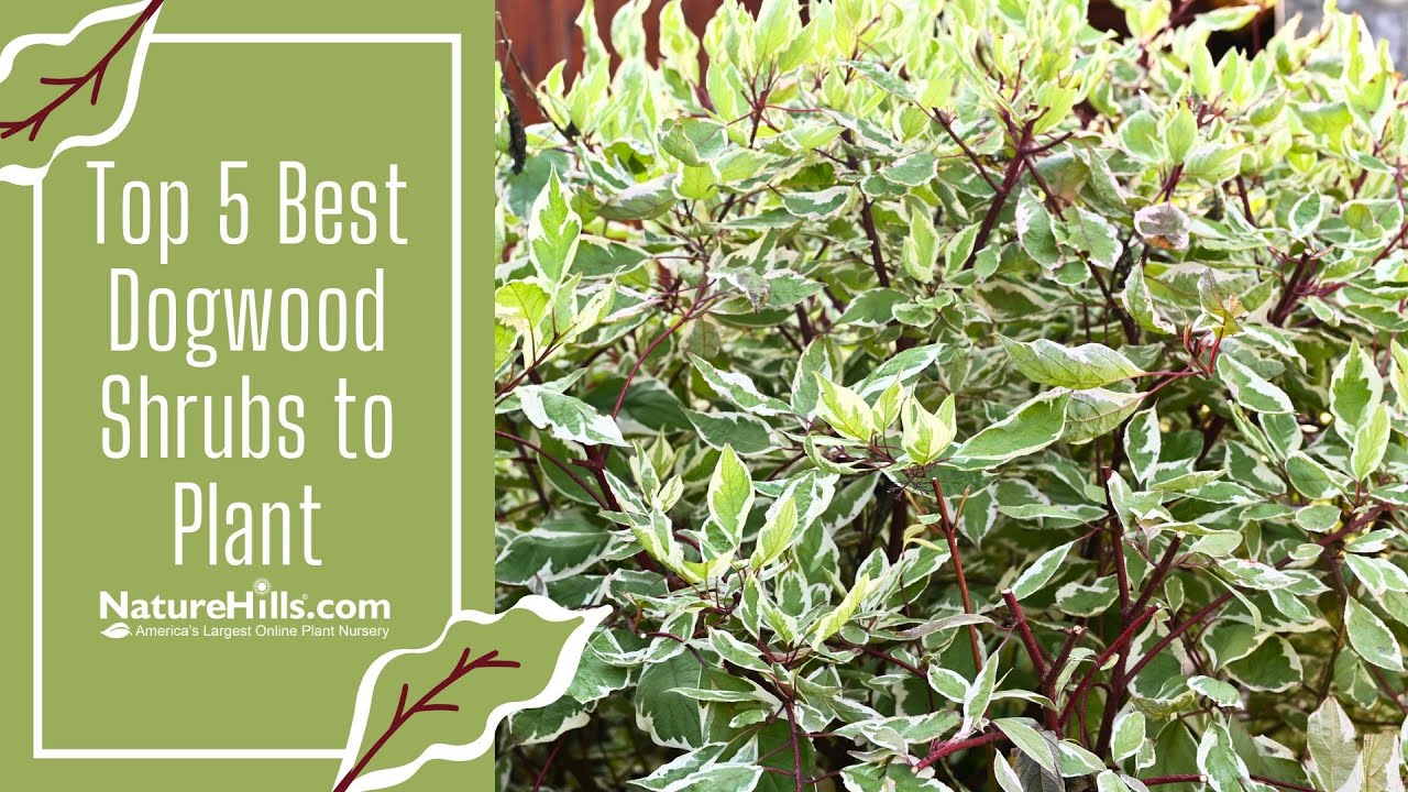 Top 5 Best Dogwood Bushes to Plant | NatureHills.com