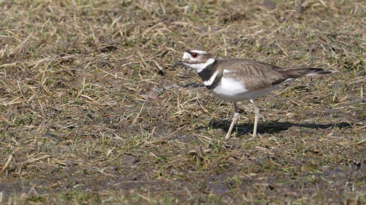 Killdeer IGFP