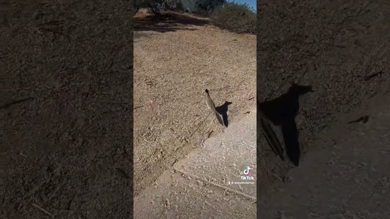 Correcaminos de la vida real