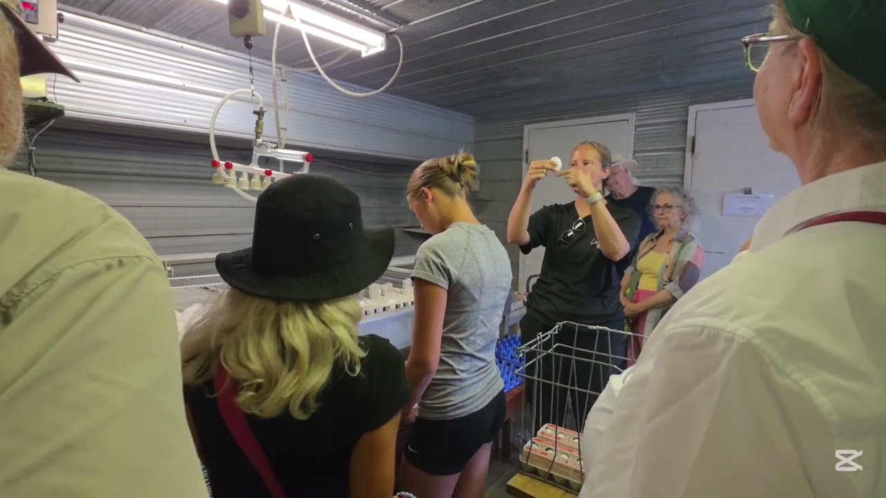 Laver Farm​ - is a third-generation egg farm owned and operated by Ian and Sara Laver in Warkworth.