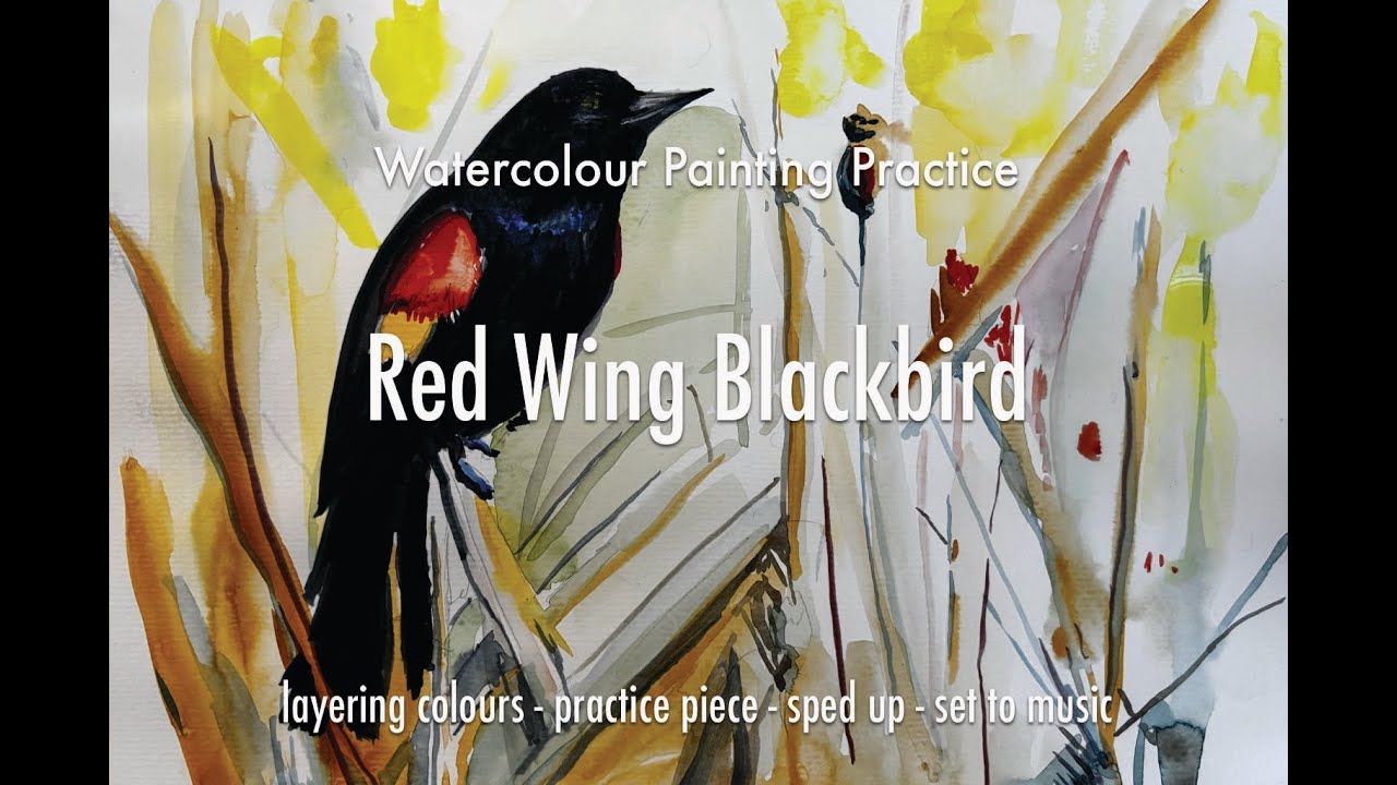Red Wing Blackbird Watercolour Painting Practice
