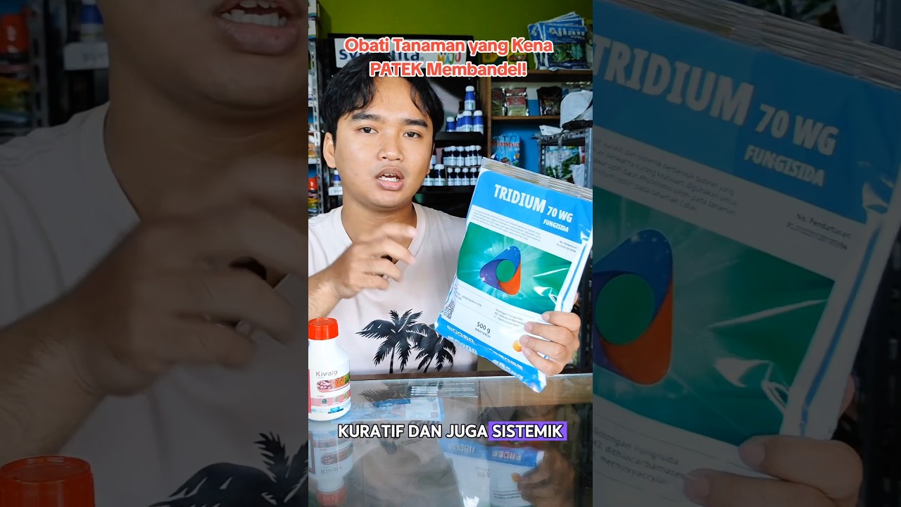 TRIDIUM merupakan solusi terbaik atasi PATEK membandel! #fungisida #cabai #benihonline